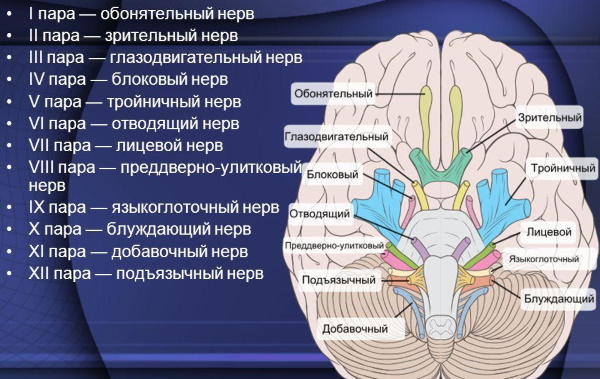 Черепно-мозговые нервы. Анатомия, что иннервируют, функции, заболевания