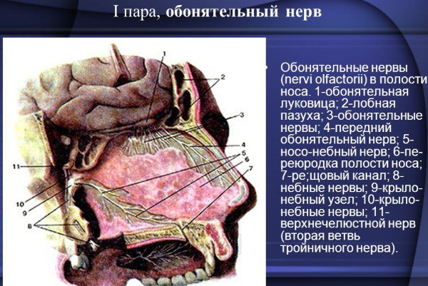 Черепно-мозговые нервы. Анатомия, что иннервируют, функции, заболевания