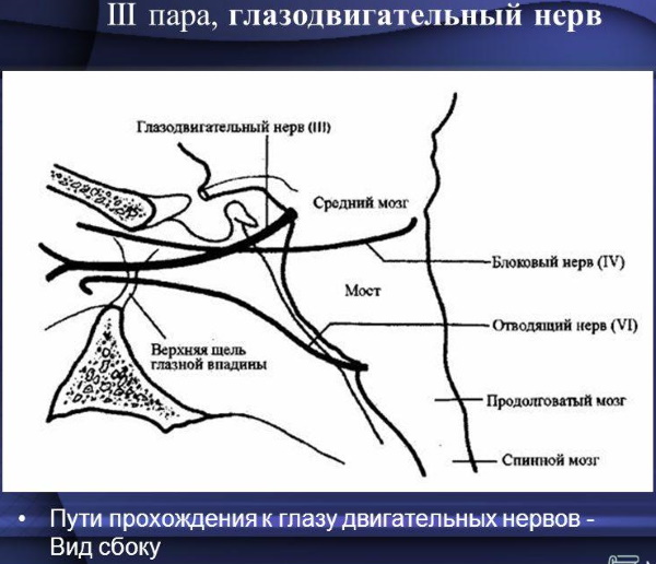 Черепно-мозговые нервы. Анатомия, что иннервируют, функции, заболевания