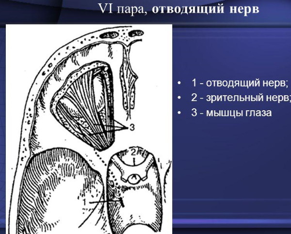 Черепно-мозговые нервы. Анатомия, что иннервируют, функции, заболевания