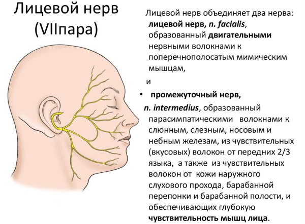 Черепно-мозговые нервы. Анатомия, что иннервируют, функции, заболевания