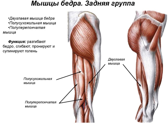 Двуглавая мышца бедра. Анатомия, функции, иннервация, причины боли