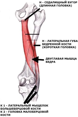 Двуглавая мышца бедра. Анатомия, функции, иннервация, причины боли