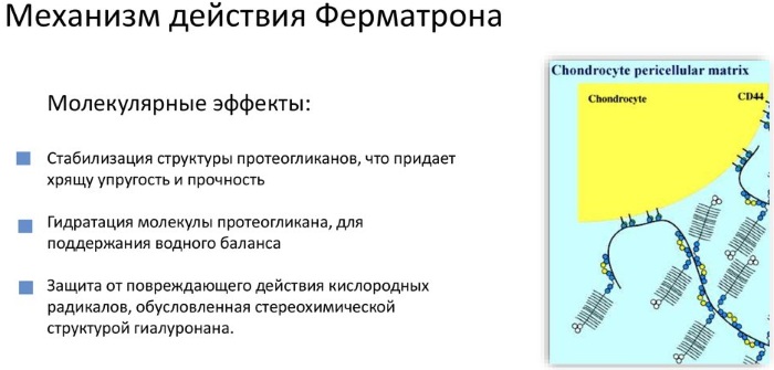 Ферматрон Плюс. Инструкция по применению, отзывы пациентов, цена