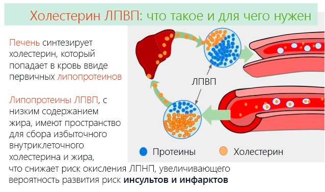 Гиперхолестеринемия. Причины и последствия, что это такое, лечение у взрослых