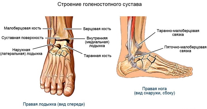 Голеностопный сустав. Фото, где находится, анатомия, кровоснабжение, связки