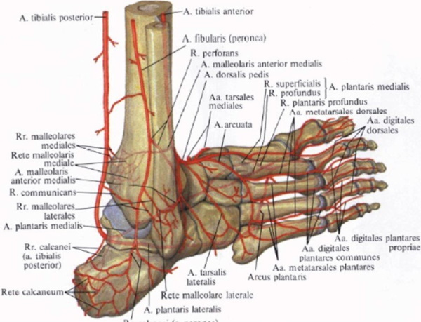 Голеностопный сустав. Фото, где находится, анатомия, кровоснабжение, связки