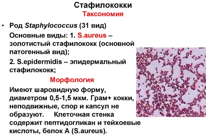 Мобилункус (mobiluncus) в мазке у женщин, мужчин. Что это такое, причины, лечение