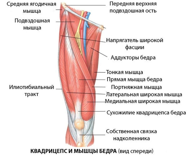 Мышцы бедра. Анатомия человека, расположение, функции передняя, задняя