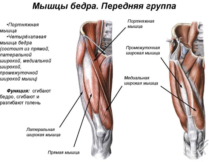 Мышцы бедра. Анатомия человека, расположение, функции передняя, задняя