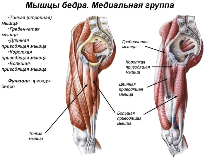 Мышцы бедра. Анатомия человека, расположение, функции передняя, задняя