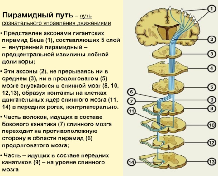 Пирамидальная недостаточность у детей. Симптомы, что это такое, лечение