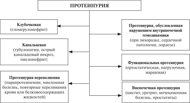 Суточная протеинурия. Что это такое, как сдавать анализ, норма у детей, беременных женщин