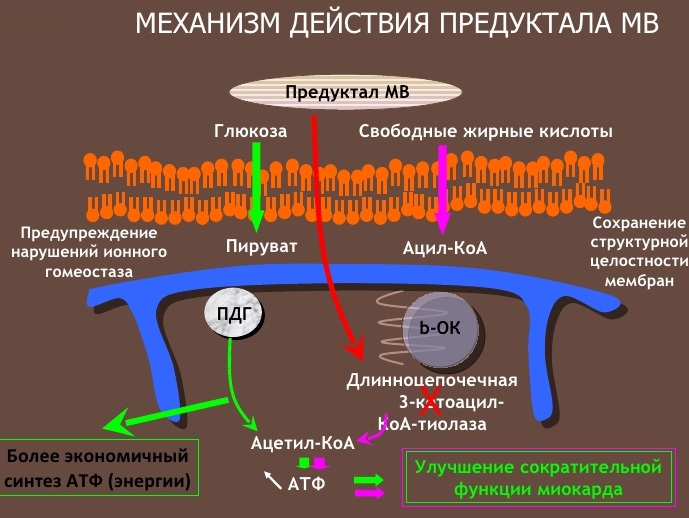 Предуктал или Триметазидин. Что лучше, отзывы