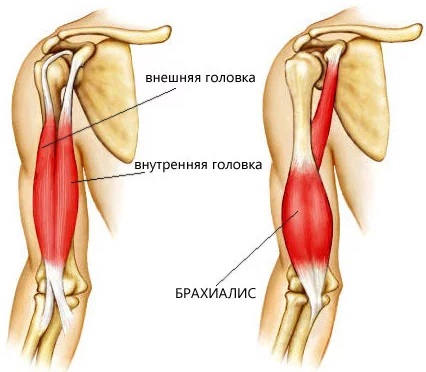 Виды мышц у человека. Анатомия, названия, функции, таблица