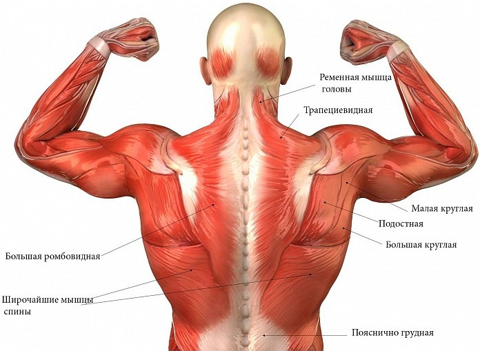 Виды мышц у человека. Анатомия, названия, функции, таблица