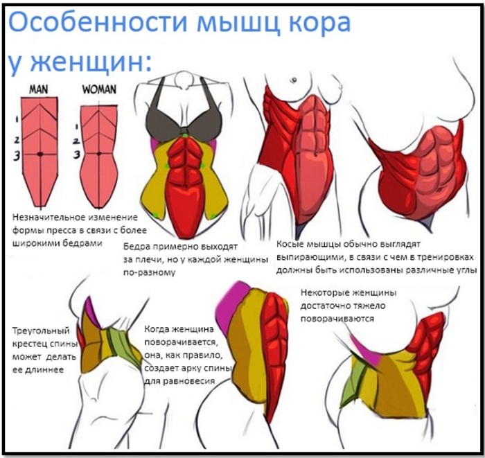 Виды мышц у человека. Анатомия, названия, функции, таблица