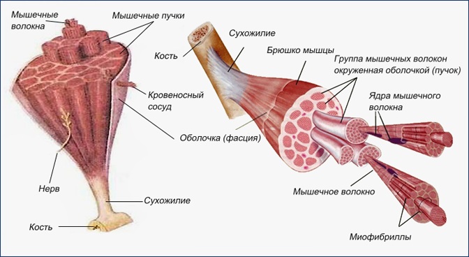 Виды мышц у человека. Анатомия, названия, функции, таблица