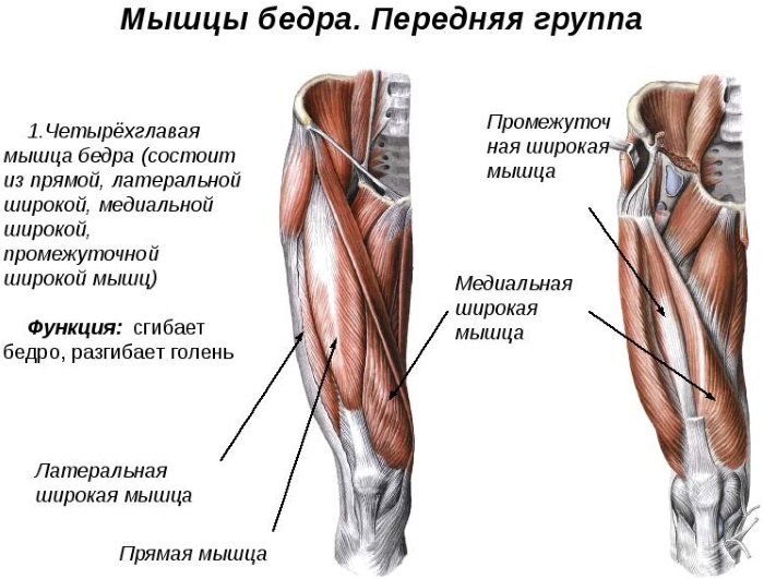 Виды мышц у человека. Анатомия, названия, функции, таблица