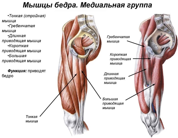 Виды мышц у человека. Анатомия, названия, функции, таблица