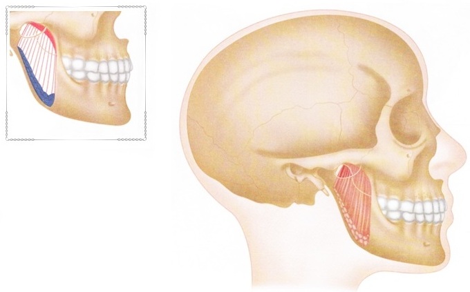 Жевательные мышцы лица. Анатомия, чем иннервируются, функции, фото