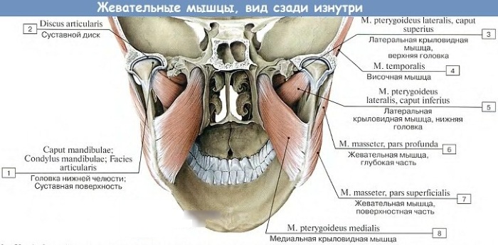 Жевательные мышцы лица. Анатомия, чем иннервируются, функции, фото