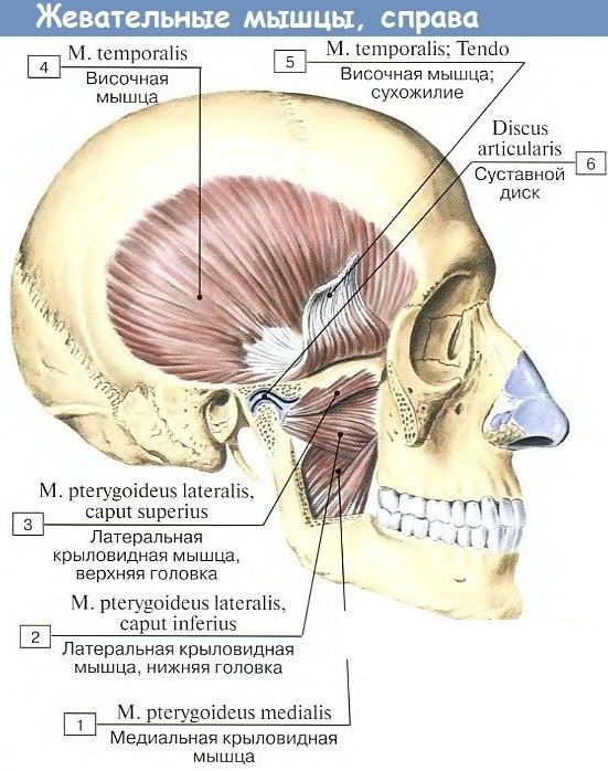 Жевательные мышцы лица. Анатомия, чем иннервируются, функции, фото
