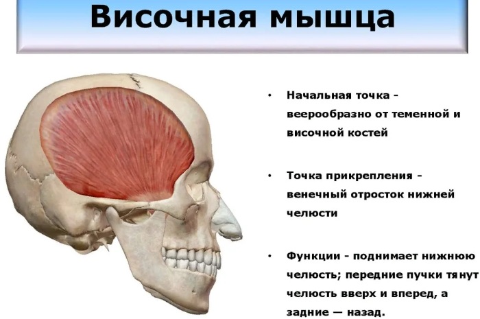 Жевательные мышцы лица. Анатомия, чем иннервируются, функции, фото