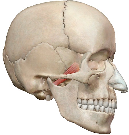 Жевательные мышцы лица. Анатомия, чем иннервируются, функции, фото