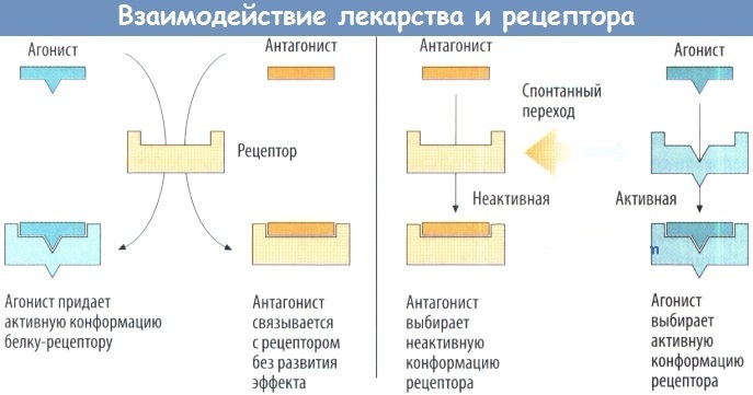 Фармакология в схемах