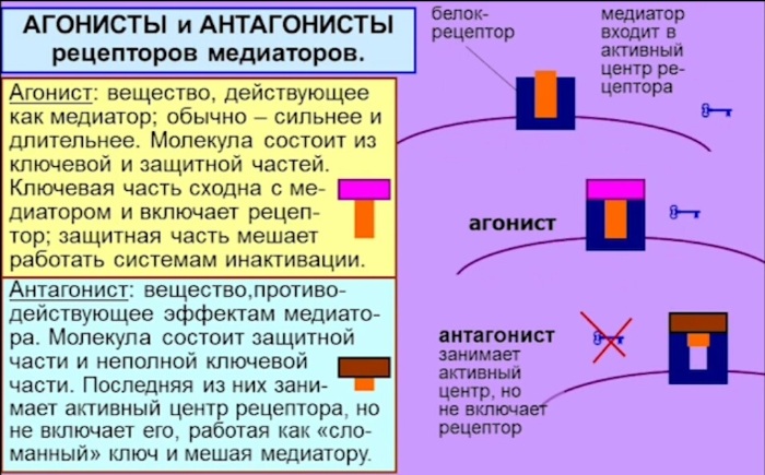 Фармакология в рисунках и схемах годован