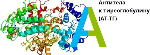 Антитела к тиреоглобулину повышены у женщин. Причины, симптомы, лечение