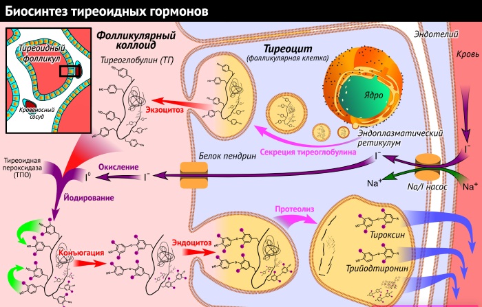 Антитела к тиреоглобулину повышены у женщин. Причины, симптомы, лечение