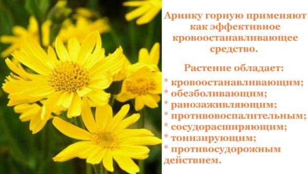 Арника монтана гомеопатия. Инструкция, показания к применению, отзывы
