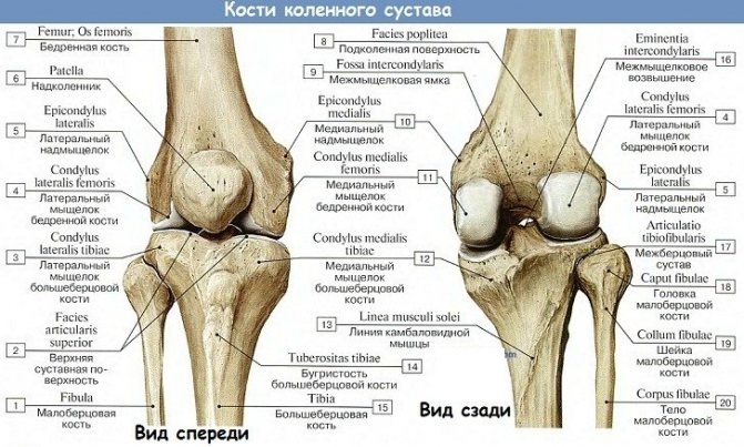 Коленный сустав. Анатомия человека, строение, связки, кости