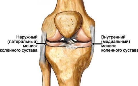 Коленный сустав. Анатомия человека, строение, связки, кости