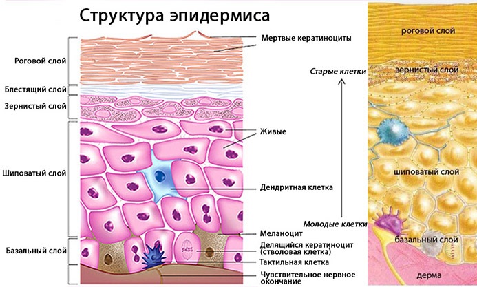 Кожа и ее производные. Гистология, анатомия