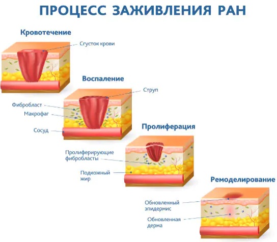 Кожа и ее производные. Гистология, анатомия