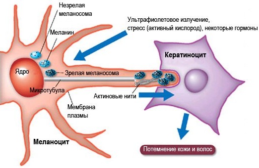 Кожа и ее производные. Гистология, анатомия