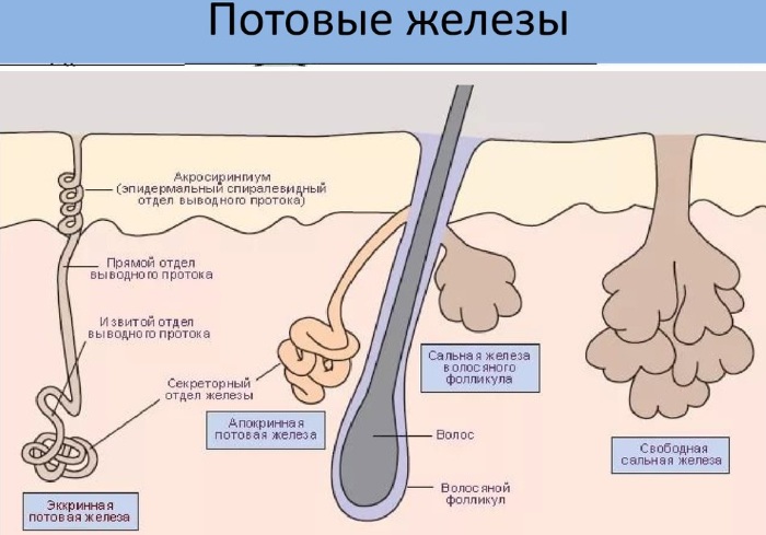 Кожа и ее производные. Гистология, анатомия