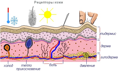 Кожа и ее производные. Гистология, анатомия