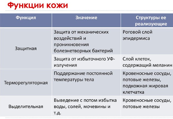 Кожа и ее производные. Гистология, анатомия