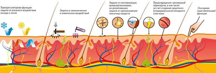 Кожа и ее производные. Гистология, анатомия