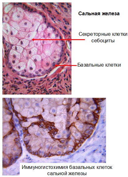 Кожа и ее производные. Гистология, анатомия