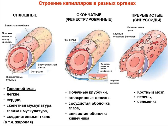 Кровеносные сосуды человека. Схема системы кровообращения, анатомия