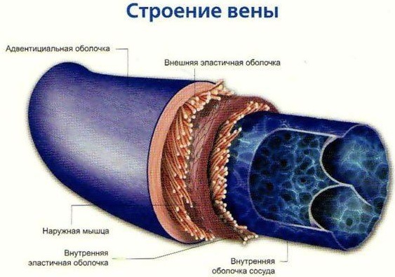 Кровеносные сосуды человека. Схема системы кровообращения, анатомия