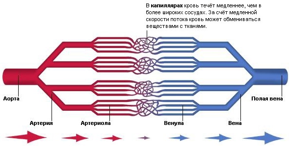 Кровеносные сосуды человека. Схема системы кровообращения, анатомия