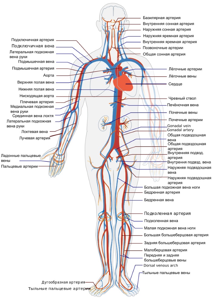 Кровеносные сосуды человека. Схема системы кровообращения, анатомия