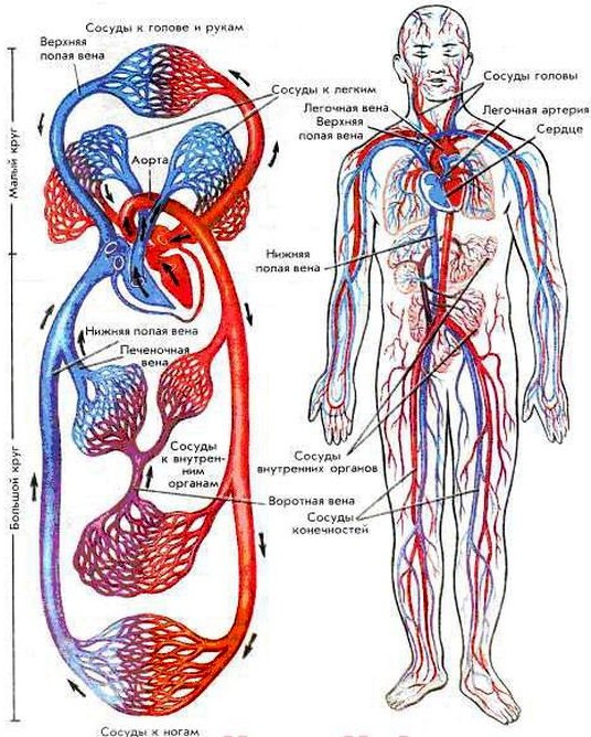Кровеносные сосуды человека. Схема системы кровообращения, анатомия