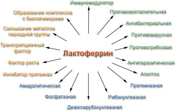 Низкий ферритин. Симптомы у женщин, как повысить